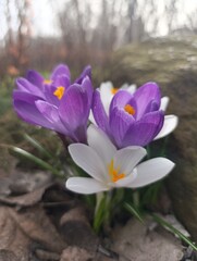 spring crocus flowers
