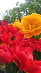 red and yellow tulips