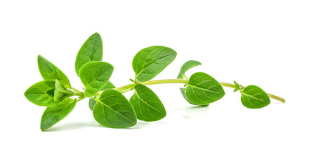 Fresh Oregano Sprig, Aromatic Herb, Culinary Ingredient