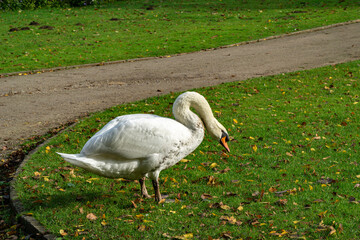 White mute swan on grass field