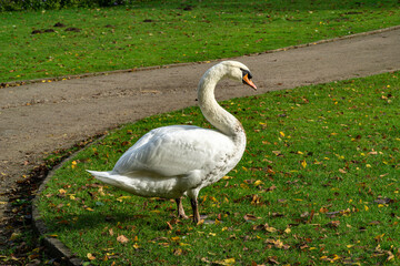 White mute swan on grass field