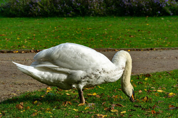 White mute swan on grass field