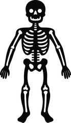 Human Skeleton Anatomy Detailed Illustration of Bones and Joints
