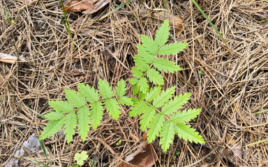 Rowan - Sorbus aucuparia or mountain-ash, tree or shrub in the rose family.