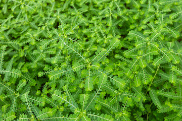 Phyllanthus niruri or gale of the wind