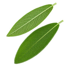 Obraz premium Bright green fresh sage leaves with detailed textured surface and prominent central veins isolated on white background for herbal, botanical, and culinary use