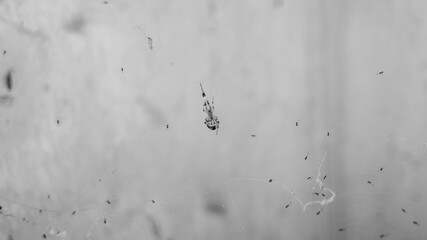A black and white photograph of a spider and its spiderlings or children on a web. Taken from Las Pinas, NCR, Philippines.
