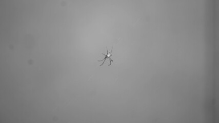 A black and white photography of a Cyrtophora spider. Taken from Las Pinas, NCR, Philippines.