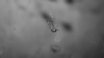A black and white photograph of a European garden spider. Taken from Las Pinas, NCR, Philippines.
