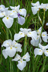 白い菖蒲の花