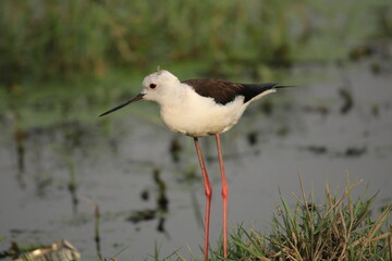 Birds near Lake