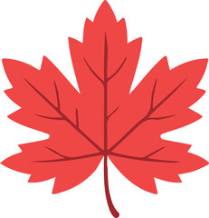A vibrant red maple leaf is isolated on white background, symbolizing autumn