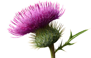 Thistle flower, transparent background PNG clipart cutout