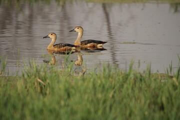 Ducks in water