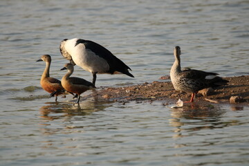 Ducks in water