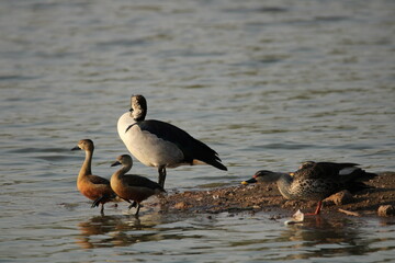 Ducks in water