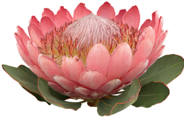Protea flower, transparent background PNG clipart cutout