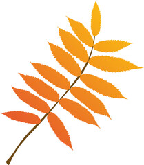Hand-drawn autumn colored rowan leaves isolated on white background. Flat style illustration. 