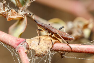 Dicranocephalus albipes true bug walking on a green plant on a sunny day