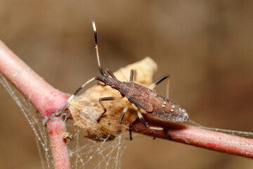 Dicranocephalus albipes true bug walking on a green plant on a sunny day
