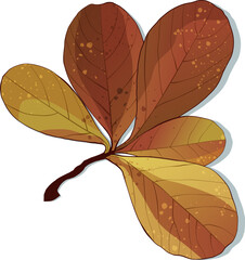 Hand-drawn autumn colored fall textured leaf isolated on white background.
