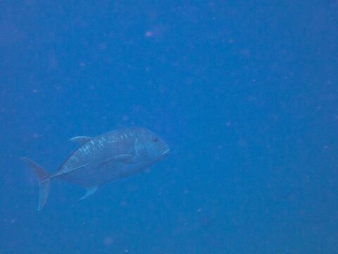 Giant trevally swimming