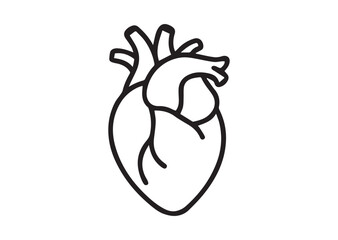 Human anatomical heart thin line art vector, Human anatomical heart thin icon