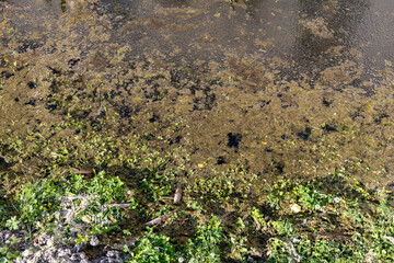 Close-up of stagnant water surface with algae, aquatic plants, and green vegetation at the edge. Shallow moat water near a historical building.