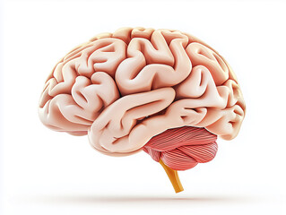 Detailed representation of a human brain showcasing intricate structures
