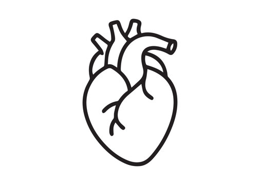 Human anatomical heart thin line art vector, Human anatomical heart thin icon