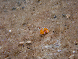 Cadlinella ornatissima