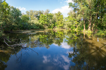 Wetland pond with reflection of floodplain forest in Borša forest, Latorica, Košice region, Slovakia. Protected natural habitat full of biodiversity, calm and wild nature.