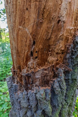 Close-up of tree trunk with missing bark, visible insect holes and damage caused by bark beetles,...