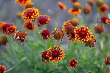 Close-up of vibrant red and yellow Gaillardia (Gaillardia pulchella) flowers, also known as blanket flowers, blooming outdoors in a garden with green foliage and blurred background.