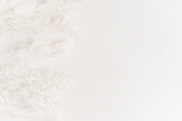 Top view of flat lay with elegant dried pampas grass, plants and flowers on white wooden background...