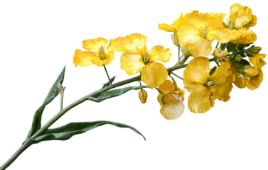 Wallflower flower with long stem, isolated on transparent background