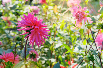 Purple blooming flower. Dahlia bush with fleshy leaves. Cottage garden. Hybrids is grown as garden plants.