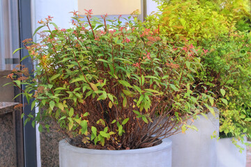 Green bush in large pots. Potted plants near terrace of a street cafe. Lifestyle. Sunny day.