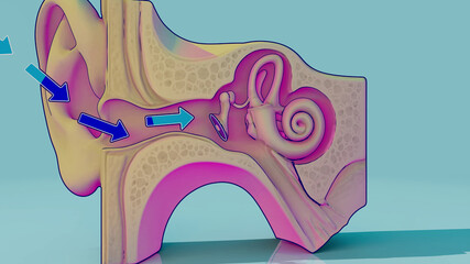 Conceptual 3D illustration of an ear anatomy