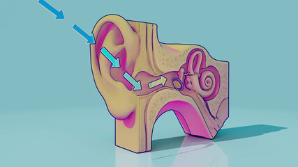 Conceptual 3D illustration of an ear anatomy