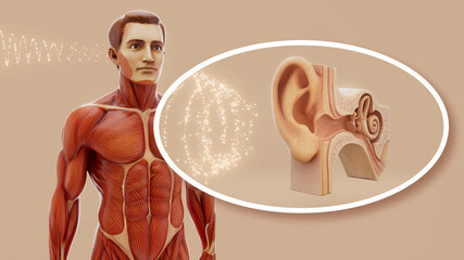 Conceptual 3D illustration of a man's anatomy and hearing sense