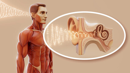 Conceptual 3D illustration of a man's anatomy and hearing sense