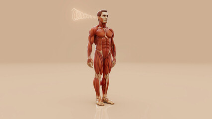 Conceptual 3D illustration of a man's anatomy and hearing sense