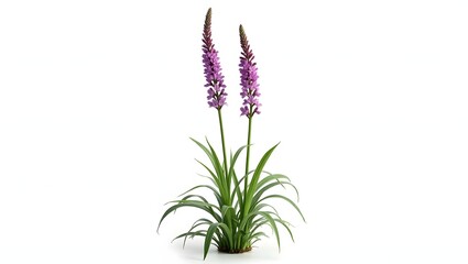 Fototapeta premium Photorealistic image of a Lythrum salicaria flower or plant isolated on white. Bright purple flower spikes with narrow green leaves. Botanical macro with natural light and vivid detail.