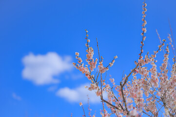 青空と雲と梅 – 早春の優雅な瞬間