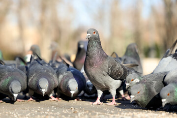 Flock of pigeons eating grains on pavement in park, closeup