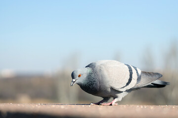 Pigeon eating grains on parapet outdoors, closeup