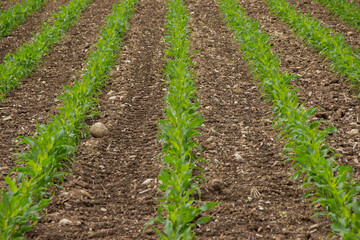 Straight rows of young corn plants growing in a European agricultural field with rocky soil, showing tough growing conditions and resilience in farming.