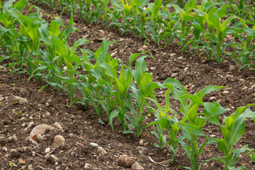 Straight rows of young corn plants growing in a European agricultural field with rocky soil, showing tough growing conditions and resilience in farming.