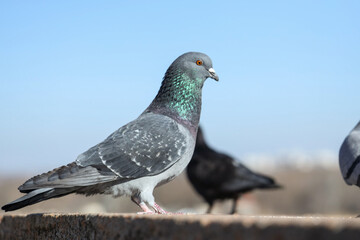Pigeons on parapet outdoors, closeup
